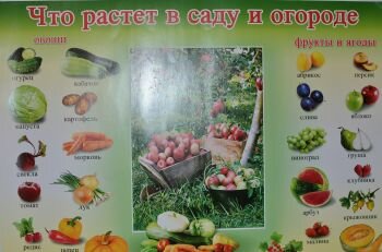 Плакат Что растет на огороде. Интернет-магазин Грамотенок Москва.